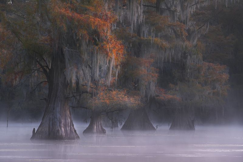 сша, кипарисовые болота, техас Сказочный лесphoto preview