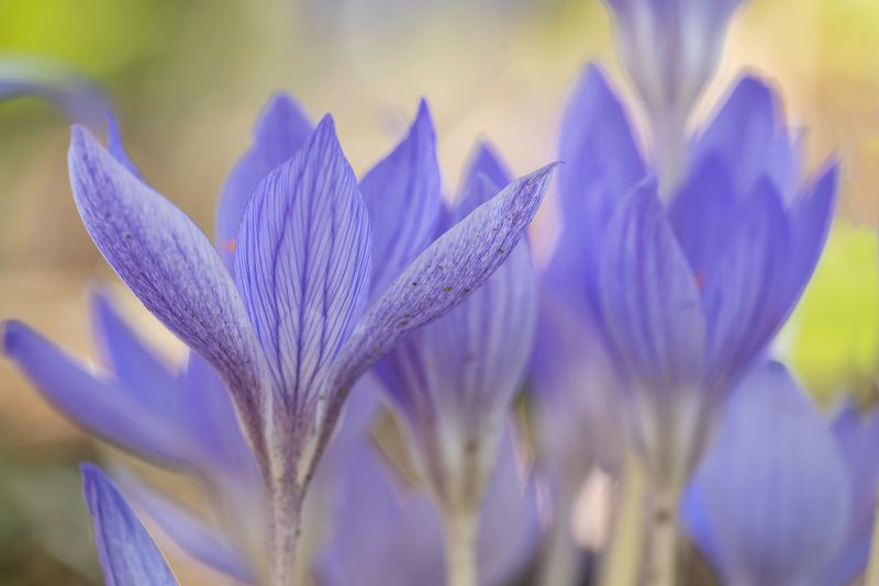 Краски осениphoto preview