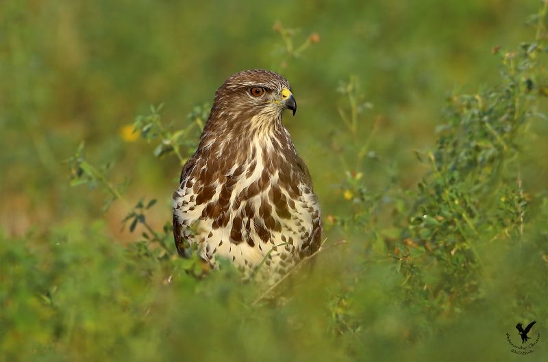 канюк В траве.photo preview