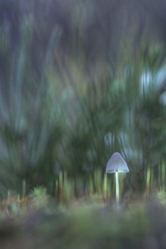 Таинственный мир поганки :)photo preview