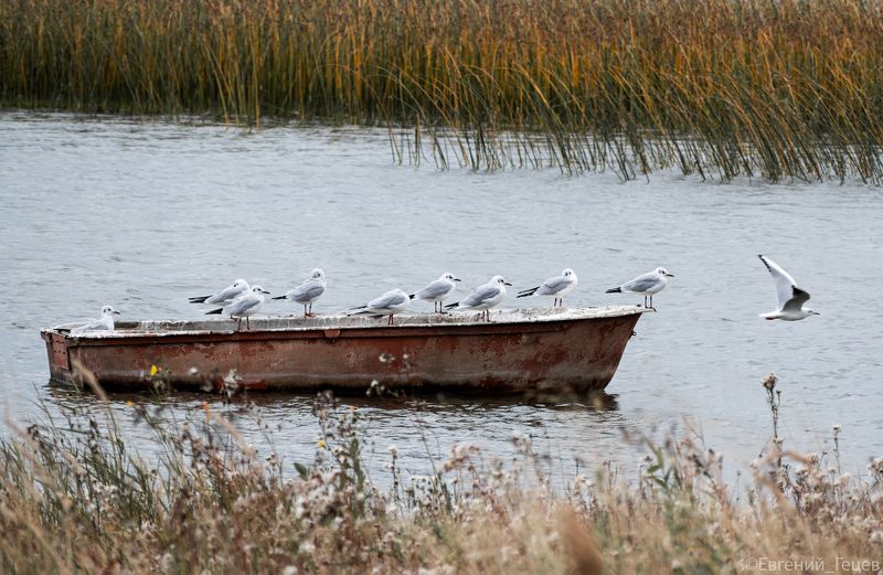 птицы, чайки, осень, миграция Курс на югphoto preview