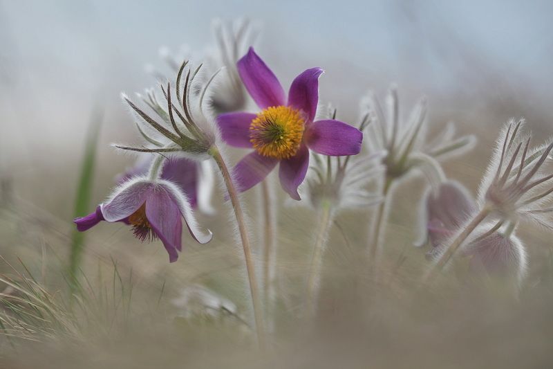*** фото превью