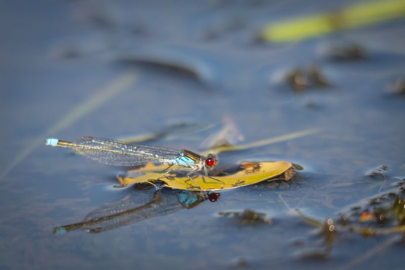 лето, стрекоза, вода, урал, макро Капитан коробляphoto preview