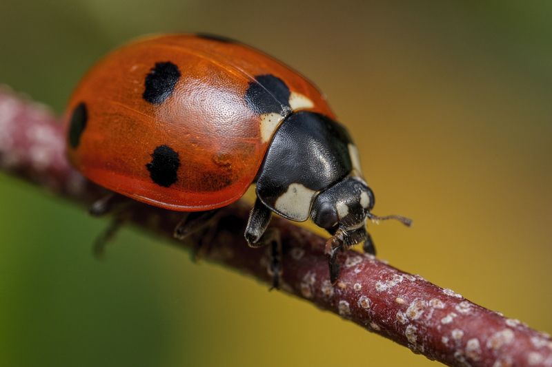 Ladybird in autumnphoto preview