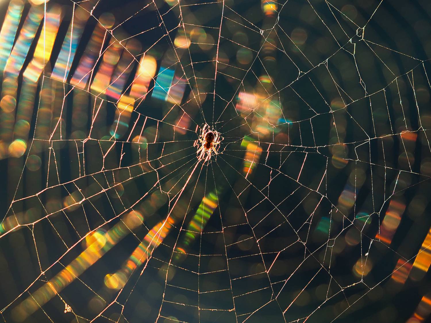 Автор: Лукашук Евгений , Лукашук Евгений