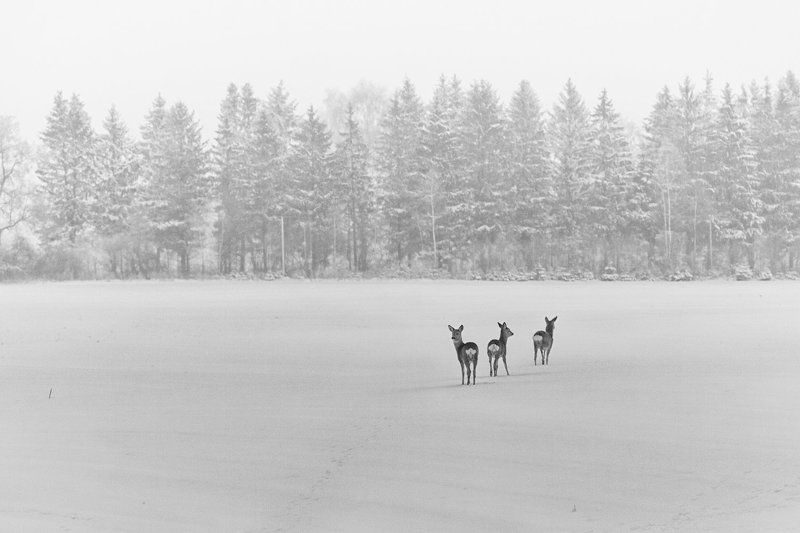 Косули Косулиphoto preview