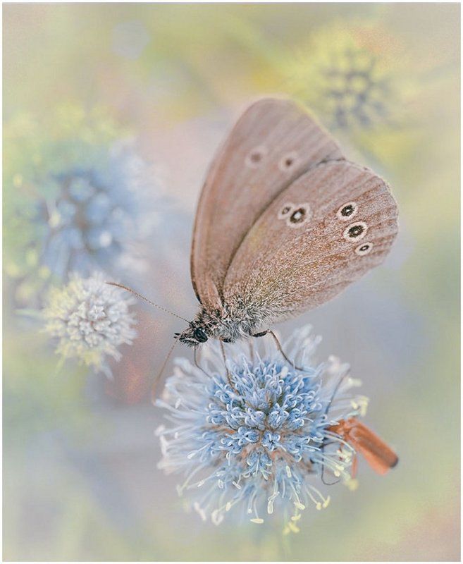 летний сонphoto preview