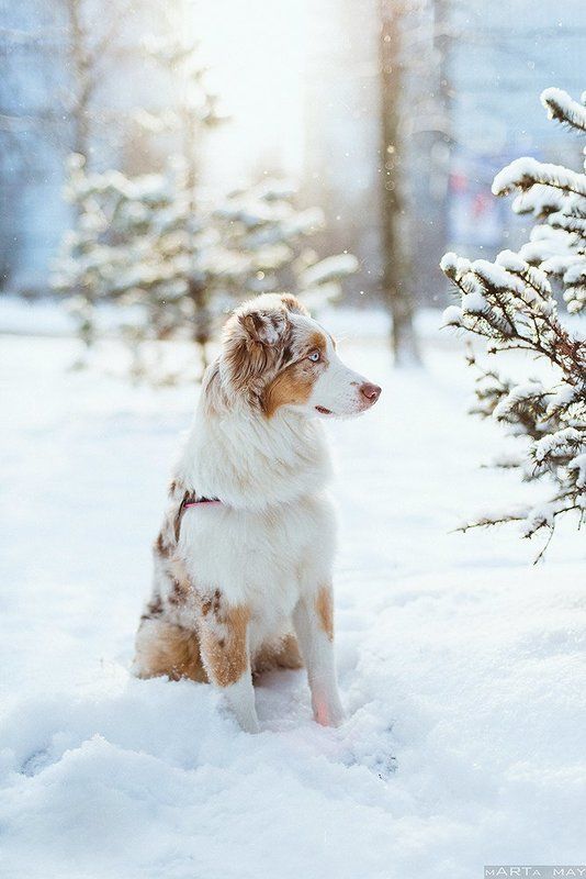 aussie, dog, winter, snow, cute, red merle Mollyphoto preview