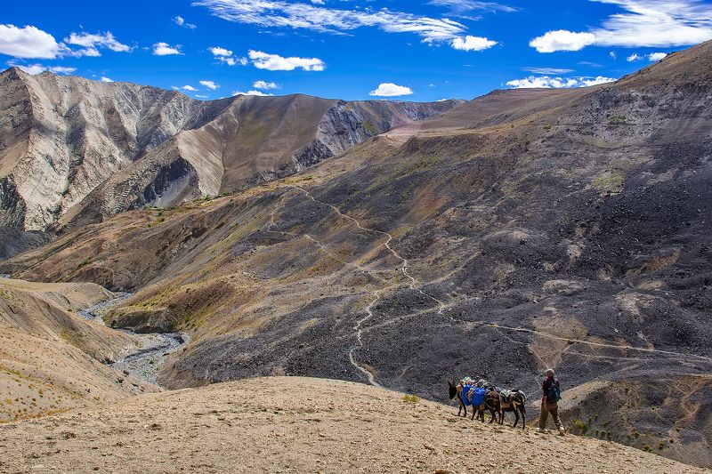 Погонщик фото превью