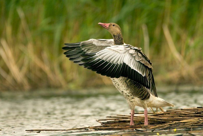 Маэстро.photo preview