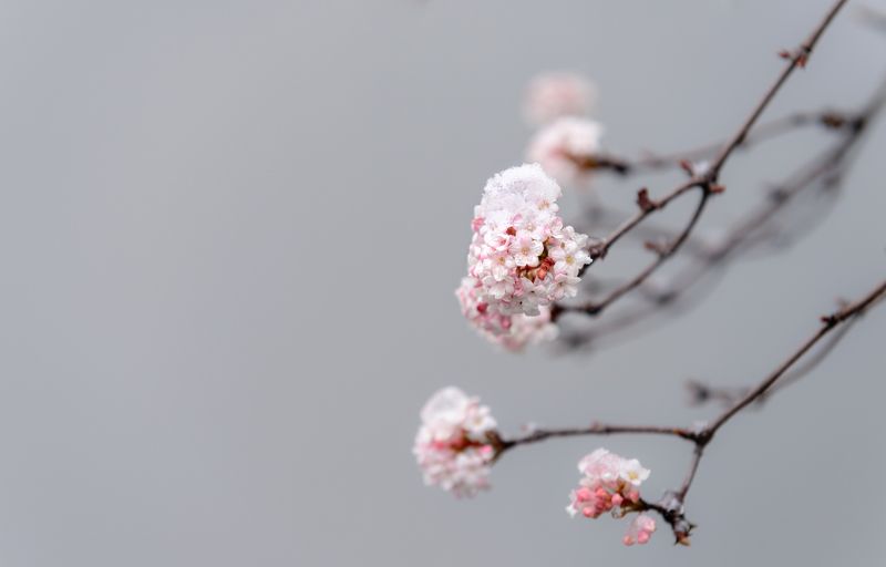 flower Flowers under the snowphoto preview