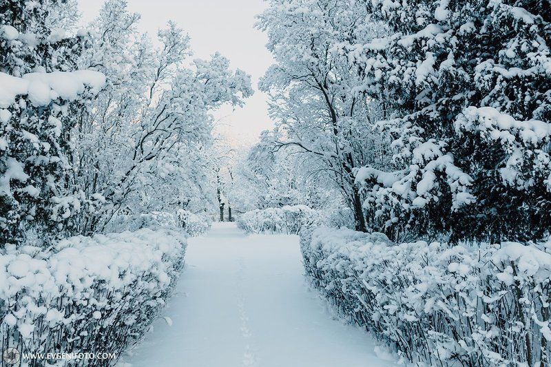 пейзаж,зима,природа,мороз,снег Морозноеphoto preview