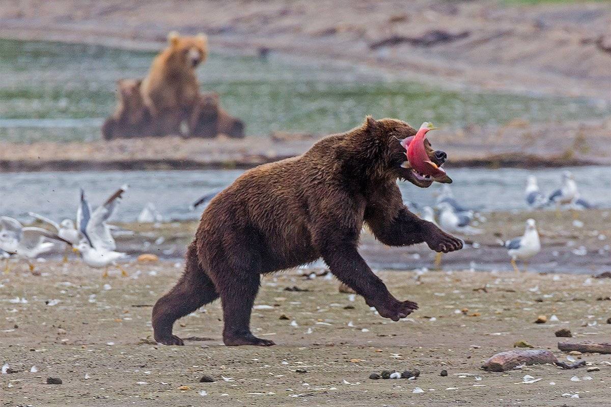 Камчатка, медведь, рыба, озеро, хищник, Денис Будьков