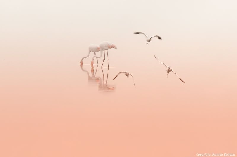 настроение, озеро, природа, птицы, рассвет, розовый рассвет, романтика, спокойствие, тишина, утро, фламинго Для Романтиков и Поэтов ...photo preview