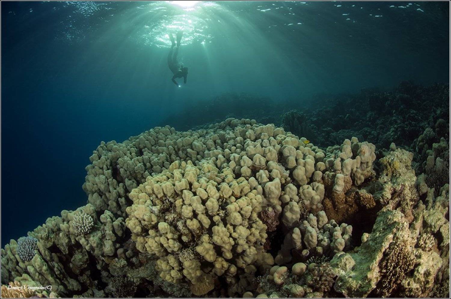 , Дмитрий Виноградов