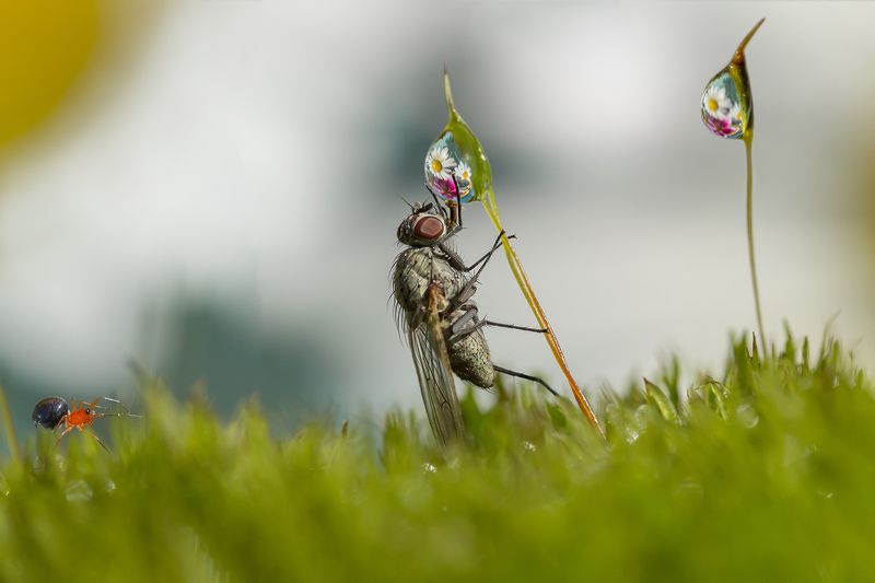 Муха по полю пошла, муха капельку нашла...photo preview