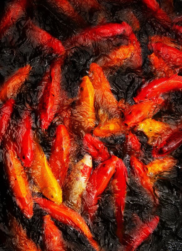 Koi, Fish, Red, Water Koi Pondphoto preview