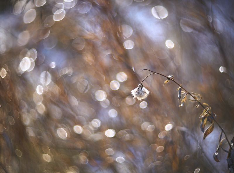 осеннее фото превью