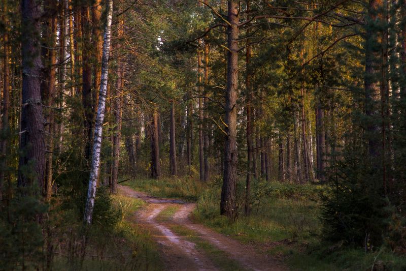 лес дорога вечер осень серково Вечерний лес загадок полонphoto preview