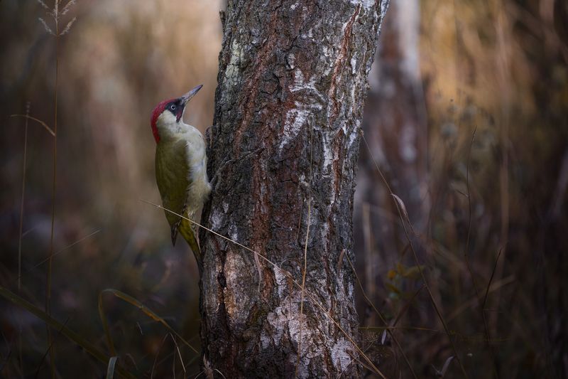 природа, лес, поля, огороды, животные, птицы, макро Притаилсяphoto preview