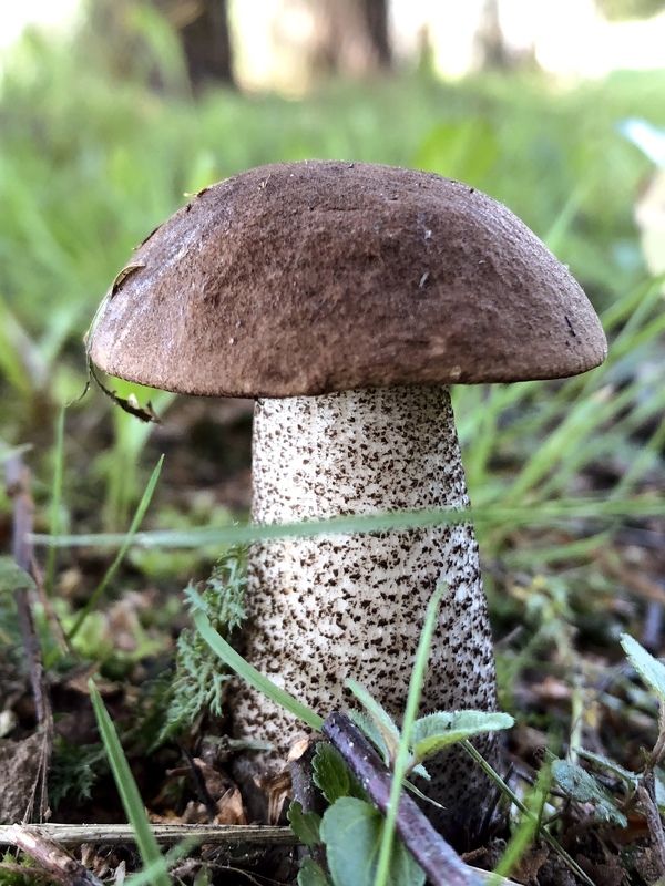 Грибphoto preview