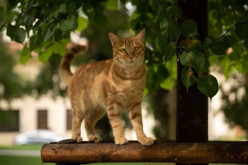 Взглядphoto preview