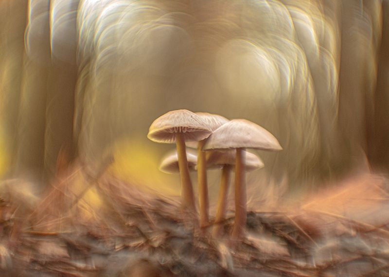 макро, грибы Семейкаphoto preview