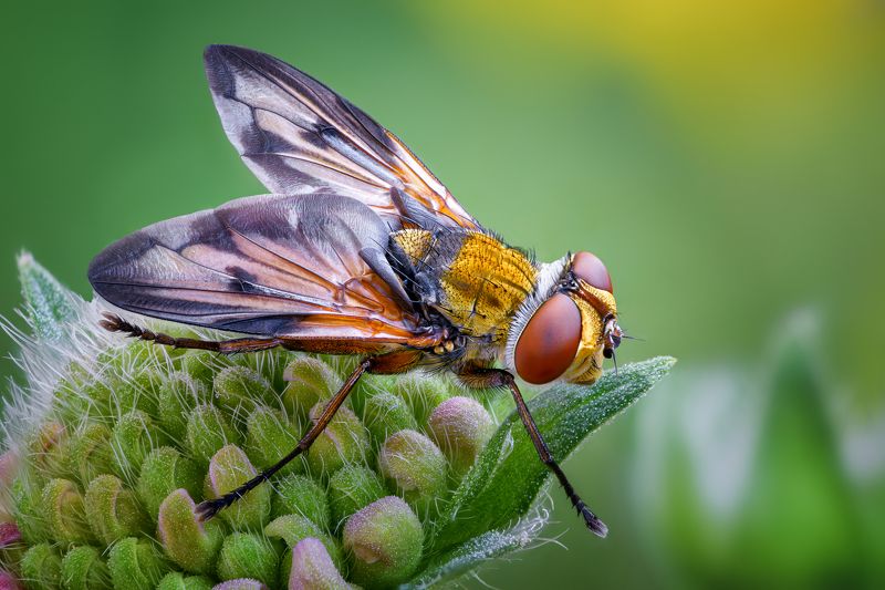 Фазия пёстраяphoto preview