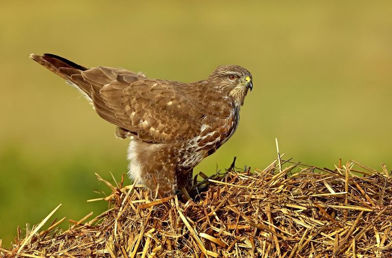 канюк. Хвост по ветру.photo preview