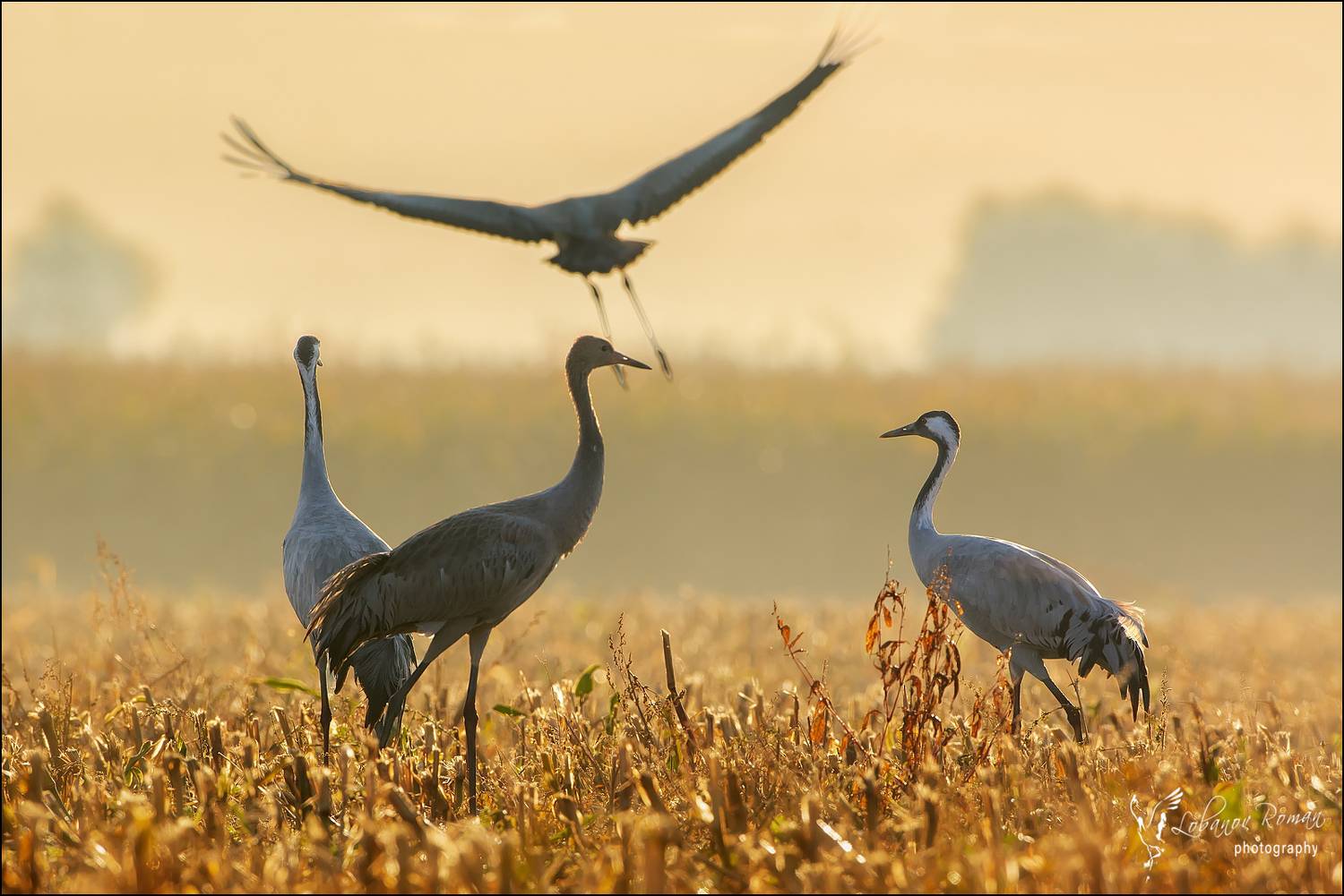 * * *. Автор: Лобанов Роман , Лобанов Роман