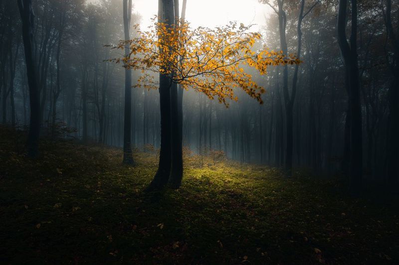 forest, autumn, leaves, tree, sun rays A premonition of autumnphoto preview