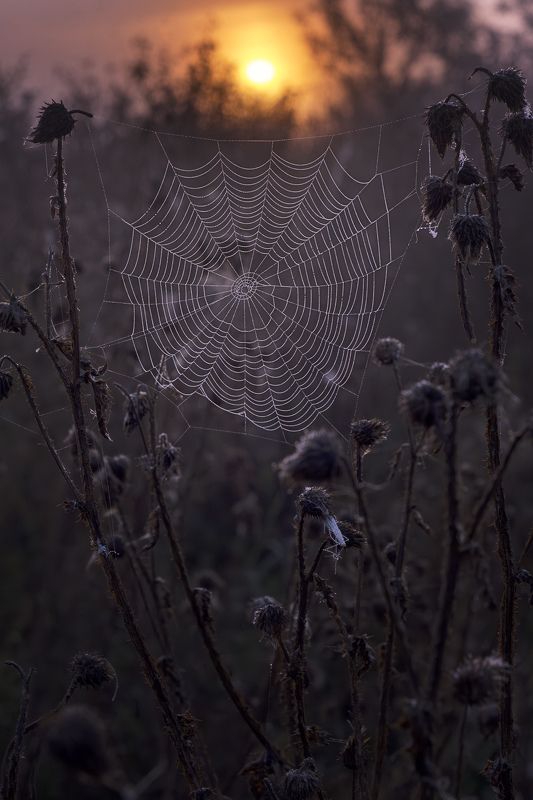 пейзаж лето паутина фуджи  умиротворение фото превью
