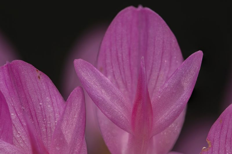 Flying blossomsphoto preview