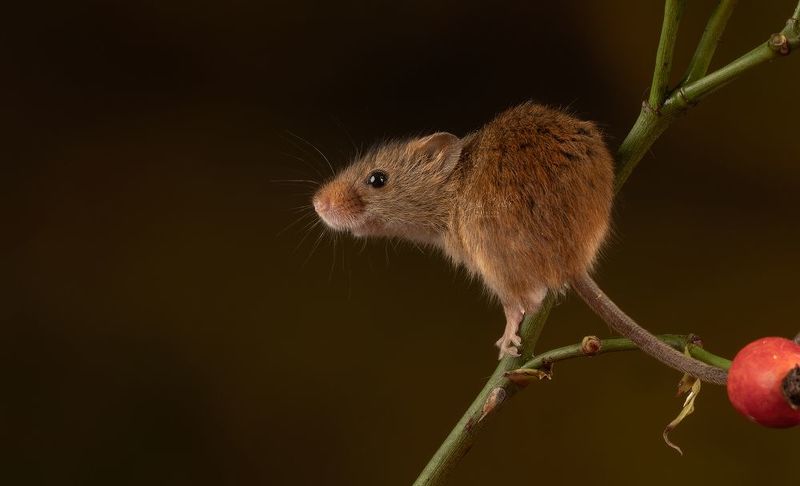 harvest mouse, mouse, rodent, animals, nature, wildlife, canon Harvest Mousephoto preview