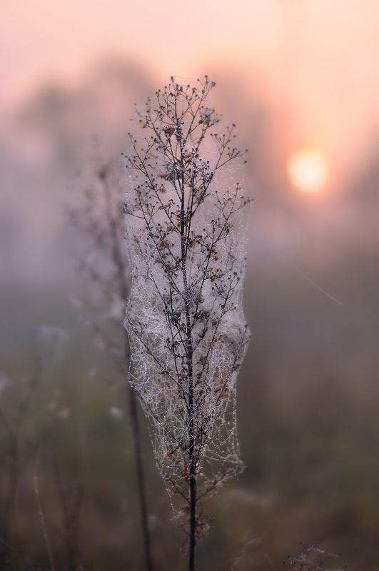 осень, луг, паутина, утро, рассвет  В прозрачной нежности утренней поры photo preview