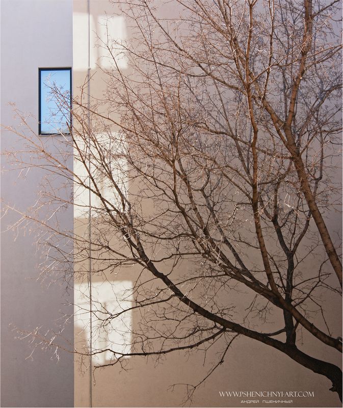 клён, силуэт, ветви, город, окно, стена, минимализм, концепция Гибкие силуэтыphoto preview