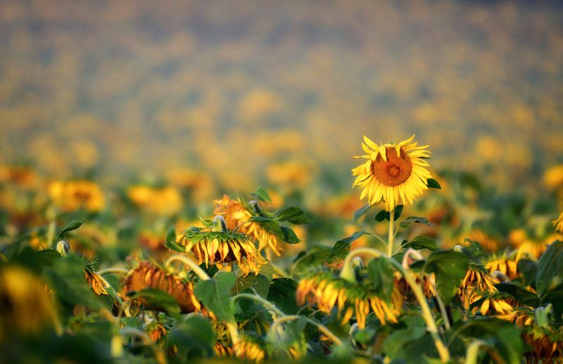 Несломленныйphoto preview