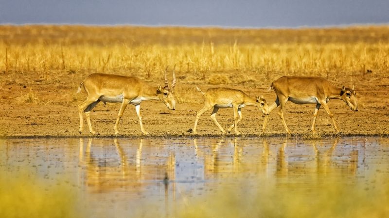 сайгаки,утро ,заповедник. Семья.Сайгаки.photo preview