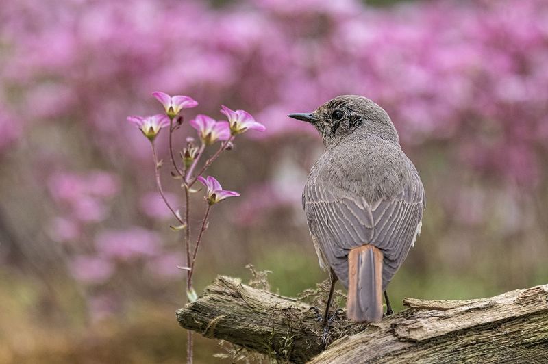 Kopciuszekphoto preview