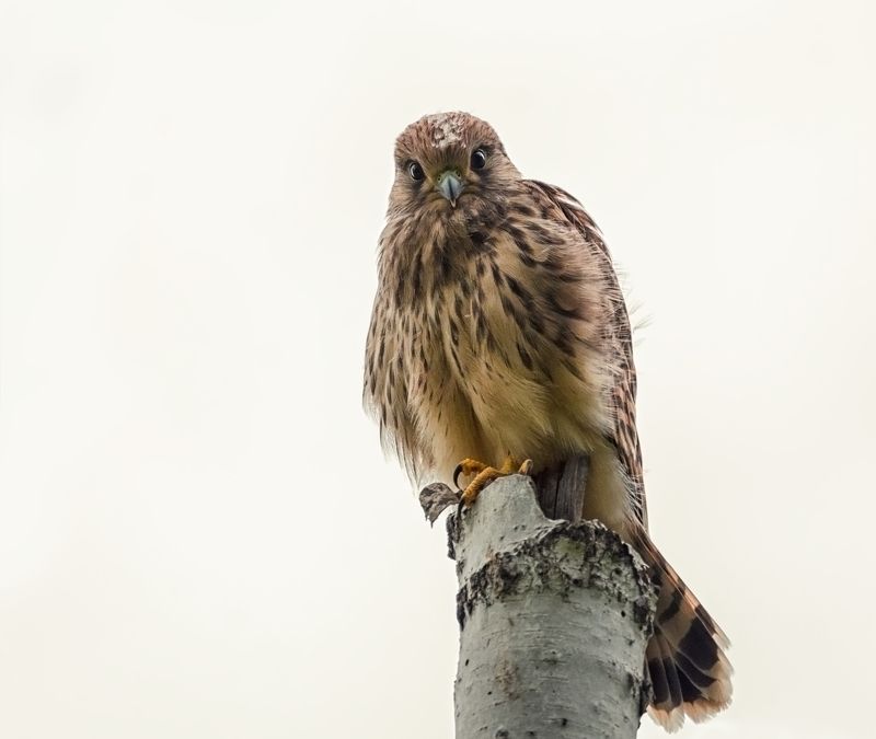 птица, пустельга, слёток, Пустельга (слёток)  2 фото.photo preview