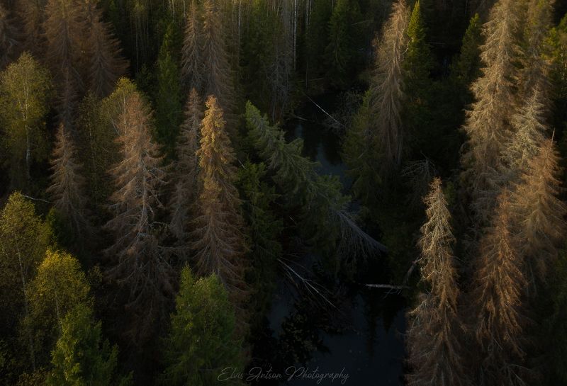 пейзаж, природа, тайга Осенняя тайгаphoto preview