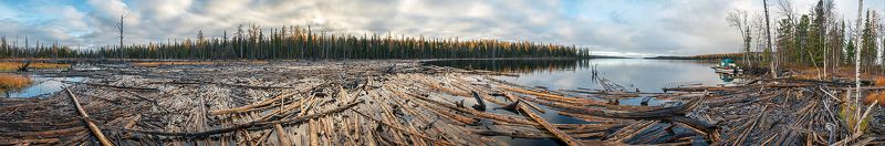 курейское водохранилище, плато путорана, предзимье, осень, лиственницы, стволы, таймыр, заполярье, владимир коваль Дрова нужны?)photo preview