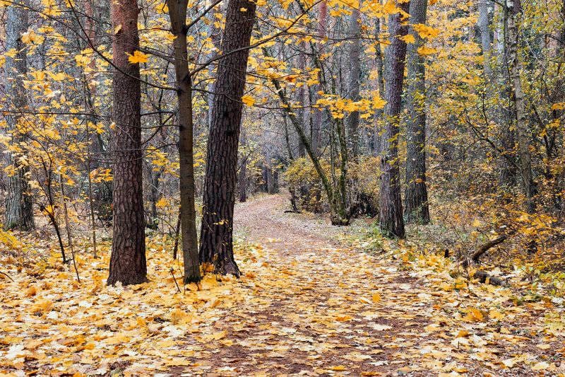 лес, листва, осень В осеннем лесуphoto preview