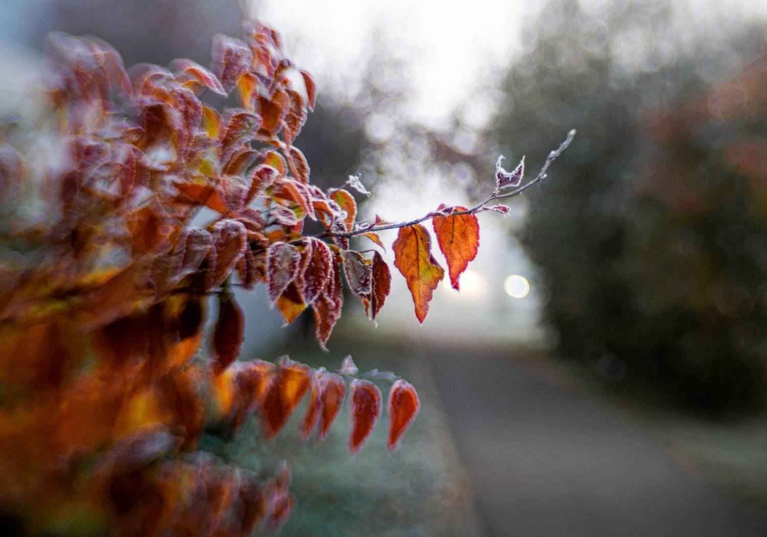 Морозное утро. Автор: Лофицкая Лариса , Лофицкая Лариса