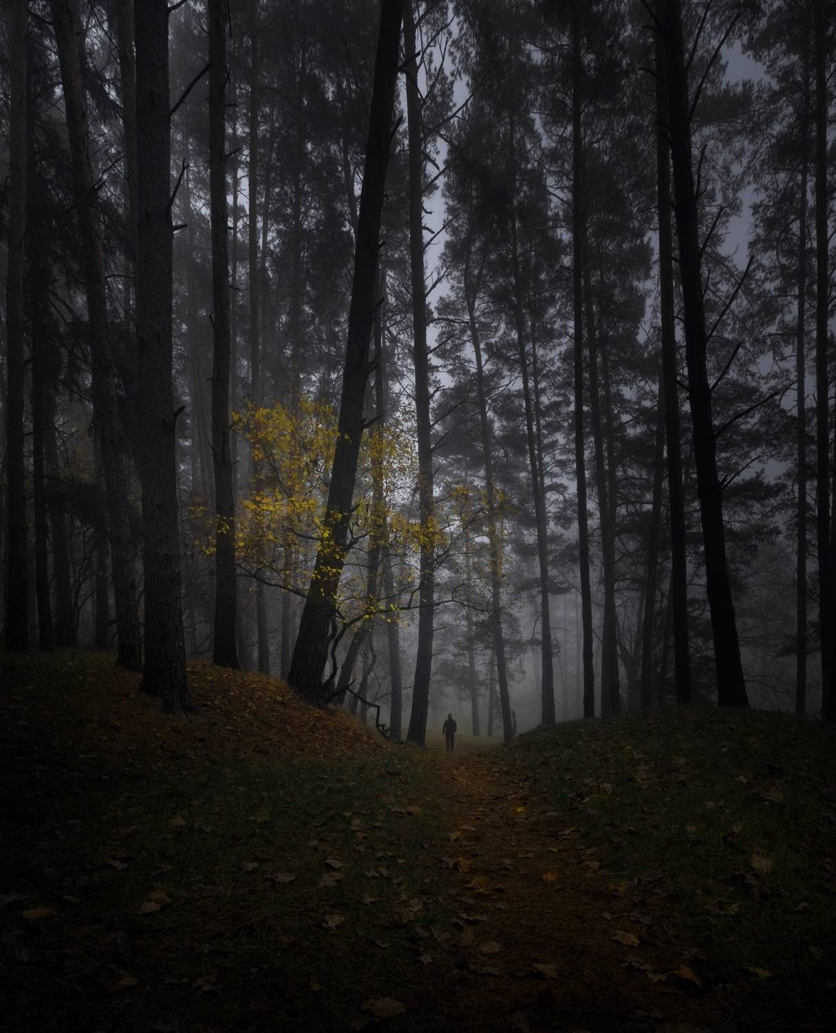 лес, свет, утро, природа, Баранов Олег