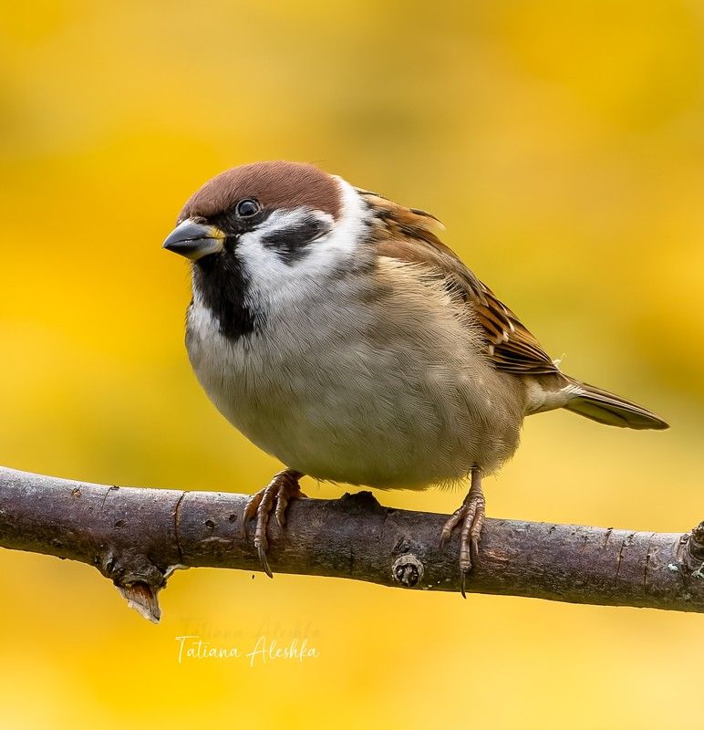птицы Осенний воробей.photo preview
