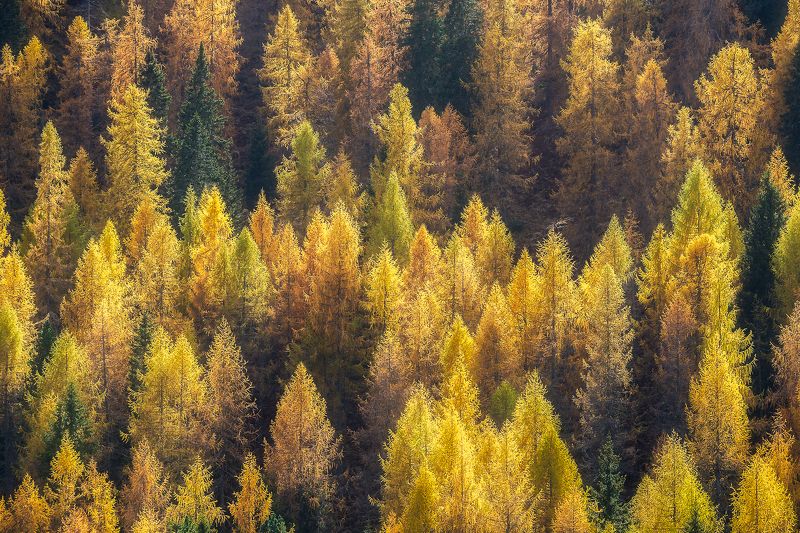 @foliage, #foliage, @dolomiti, #dolomiti, , #larici, @larici foliage Larici in autunno sulle Dolomiti del Veneto in località Passo San Pellegrinophoto preview