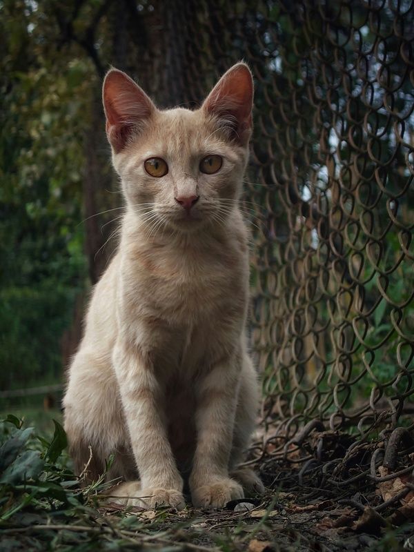 #mobilephotography, #animal, #cat, #sony, #xperia, #sonyxperia, #sonyxperia1iv, #xperia1iv, #xperi1iv, #pet My Orange Catphoto preview