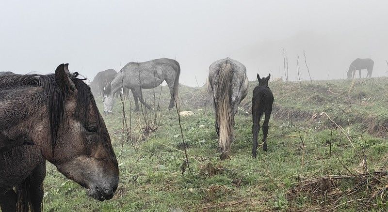 Уходя в туман фото превью