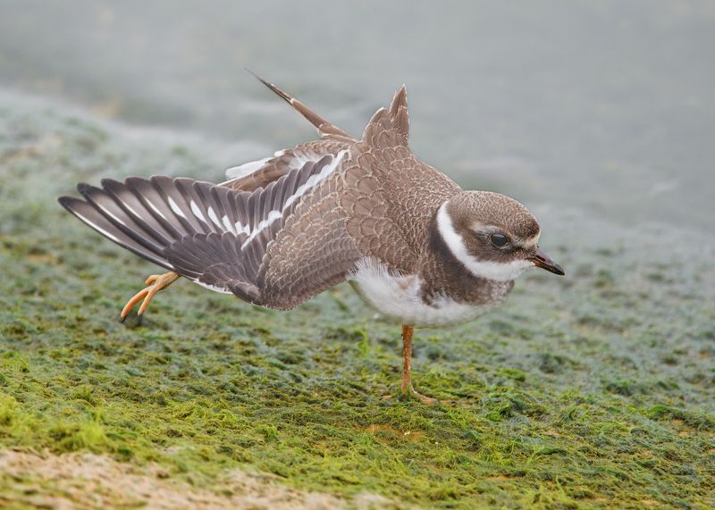 птицы, фотоохота Зарядкаphoto preview